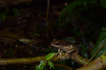 アマミハナサキガエル