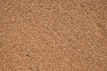 Wheat grains as agricultural background texture