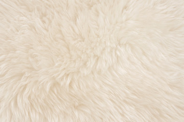 White real wool with beige top texture background. light cream natural sheep wool.  seamless plush cotton, texture of fluffy fur for designers