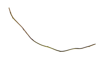 Fototapeta premium wood root. Huge vines liana plant jungle tree branches isolated on white background, clipping path included