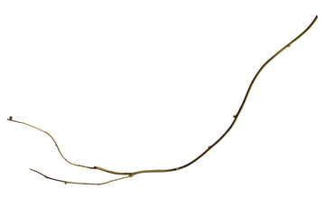 wood root. Huge vines liana plant jungle tree branches isolated on white background, clipping path included © nature design