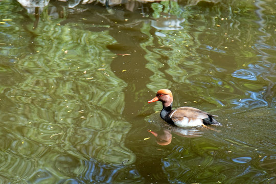 A duck swims on the pond.