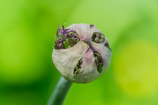 bud of allium flower or decorative garlig on green background