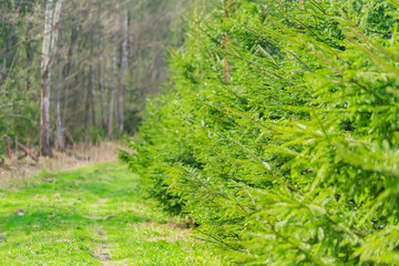 A row of young pine trees in the park of worest growing along the road