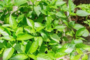 Seedling of bell peper close up. young sprouts if vegetable plant on farm