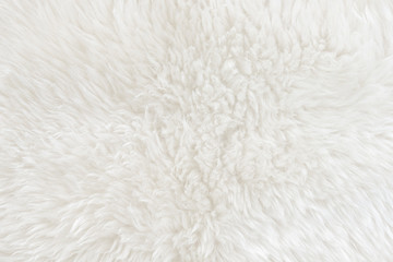 White real wool with beige top texture background. light cream natural sheep wool.  seamless plush cotton, texture of fluffy fur for designers