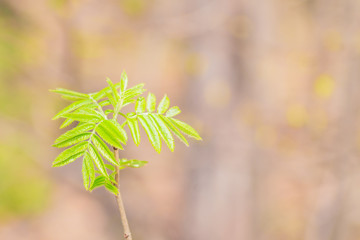 young spring branch of rowan tree on bokeh background. Spring is coming.