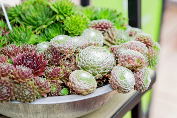 Echeveria cacti. Tropical succulent for domestic gardening in flower shop.