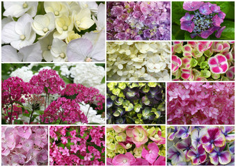 Collage von wunderschönen verschiedenen Hortensien - Hydrangeas