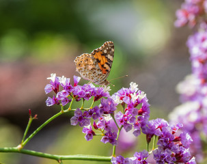 The butterfly on a flower in sunlight