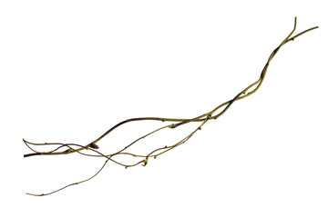 wood root. Huge vines liana plant jungle tree branches isolated on white background, clipping path included