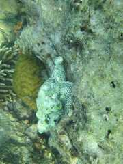 Coral reef in the center of Indonesia