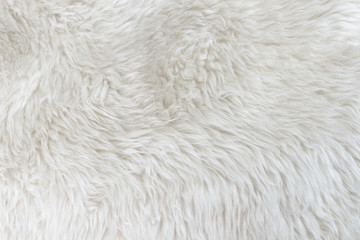 White real wool with beige top texture background. light cream natural sheep wool.  seamless plush cotton, texture of fluffy fur for designers