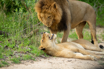 A honeymoon of lions. The female is not enjoying the constant attention from the male. 