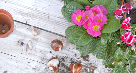 top view on pink flower on a gardening table with bulbs and fowerpot