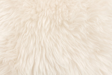 White real wool with beige top texture background. light cream natural sheep wool.  seamless plush cotton, texture of fluffy fur for designers