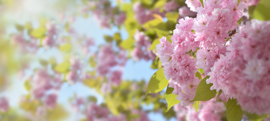 close on beautiful pink flowers of a ornamental cherry tree in sunligh