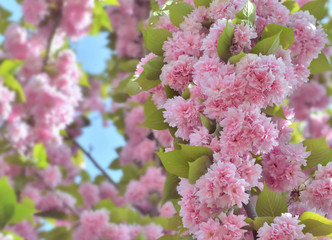 close on beautiful pink flowers of a ornamental cherry tree
