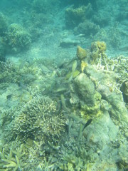 Naklejka na ściany i meble Coral reef in the center of Indonesia