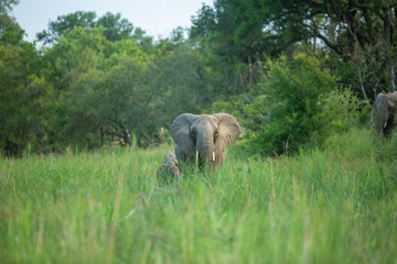 A breeding herd of elephant feeding in an ancient river bed. 