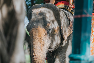 Details of elephant on chains. Elephant exploited for work and tourism in Thailand. 