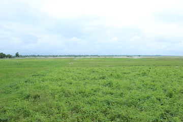 Expanse of green grass in the rainy season in the fields