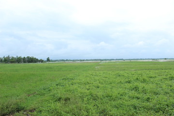 Fototapeta na wymiar Expanse of green grass in the rainy season in the fields