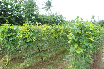 Fototapeta na wymiar Long bean fields in the rainy season in Indonesia