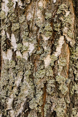 the texture of the tree bark birch tree black and white
