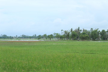 Expanse of green grass in the rainy season in the fields