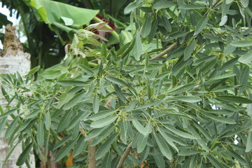  Leaves in Indonesia's tropical forests