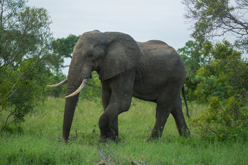Naklejka na ściany i meble An elephant bull with lovely ivory walking in the open