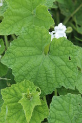White pumpkin flowers among the green grass