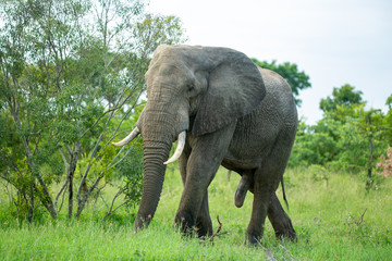 An elephant bull with lovely ivory walking in the open