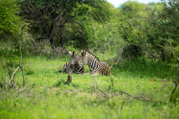 Fototapeta premium Zebra in the lush bush after some good rains. 