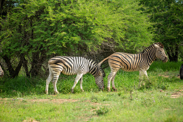 Fototapeta na wymiar Zebra in the lush bush after some good rains. 
