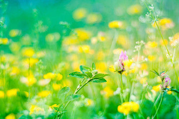 Beautiful floral spring abstract background of nature. Spring flowering meadow with soft focus on gentle light green mint background. Spring holidays greeting card