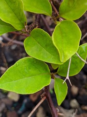 very green leaves paper flower