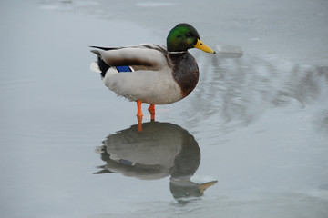 Reflection of a duck on ice