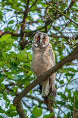 Forest Owl sits on a branch