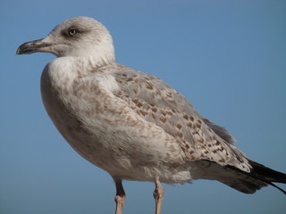 Möwe