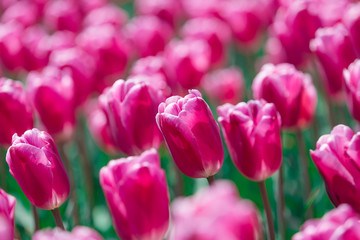 Fototapeta premium Beautiful Tulips
