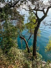 Tree trunks and branches with leaves on the azure water background