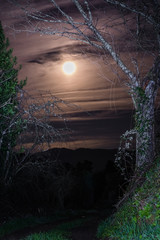 Fototapeta premium camino nocturno con luna en el fondo