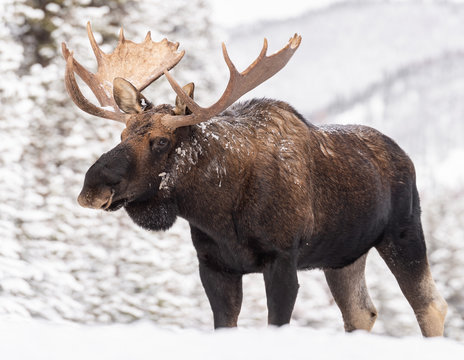 Moose In Jasper Canada In Winter 