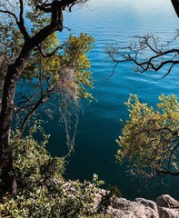 Tree trunks and branches with leaves on the azure water background