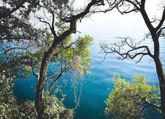 Tree trunks and branches with leaves on the azure water background