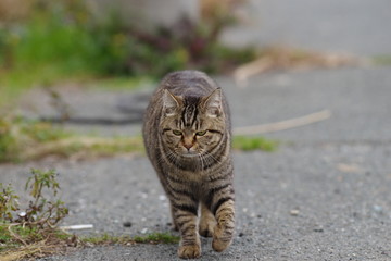 歩く猫