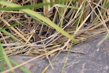 El Questro Lizard