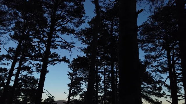 A panorama of trees from below just before sunrise. The trees appears as silhouettes